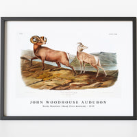 John Woodhouse Audubon - Rocky Mountain Sheep (Ovis montana) from the viviparous quadrupeds of North America (1845)