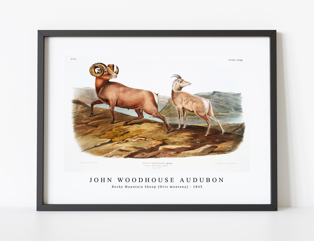 John Woodhouse Audubon - Rocky Mountain Sheep (Ovis montana) from the viviparous quadrupeds of North America (1845)