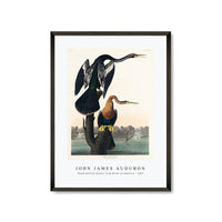 John James Audubon - Black-bellied Darter from Birds of America (1827)