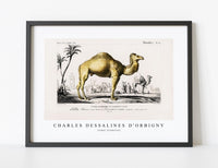 
              Charles Dessalines D'Orbigny - Camel (Camelus)
            