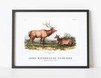 
              John Woodhouse Audubon - American Elk (Cervus Canadensis) from the viviparous quadrupeds of North America (1845)
            