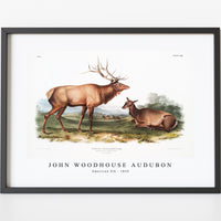 John Woodhouse Audubon - American Elk (Cervus Canadensis) from the viviparous quadrupeds of North America (1845)