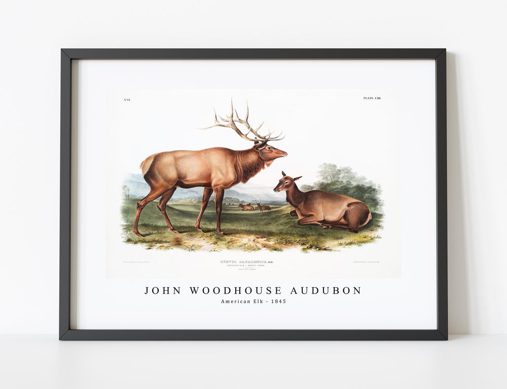 John Woodhouse Audubon - American Elk (Cervus Canadensis) from the viviparous quadrupeds of North America (1845)