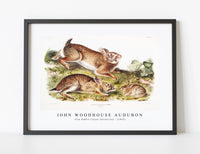 
              John Woodhouse Audubon - Grey Rabbit (Lepus Sylvaticus) from the viviparous quadrupeds of North America (1845)
            