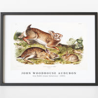 John Woodhouse Audubon - Grey Rabbit (Lepus Sylvaticus) from the viviparous quadrupeds of North America (1845)