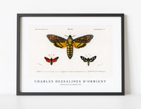 
              Charles Dessalines D'Orbigny - Collection of moths (2)
            