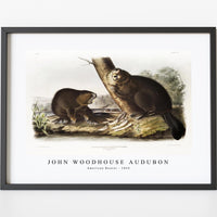John Woodhouse Audubon - American Beaver (Castor fiber Americanus) from the viviparous quadrupeds of North America (1845)