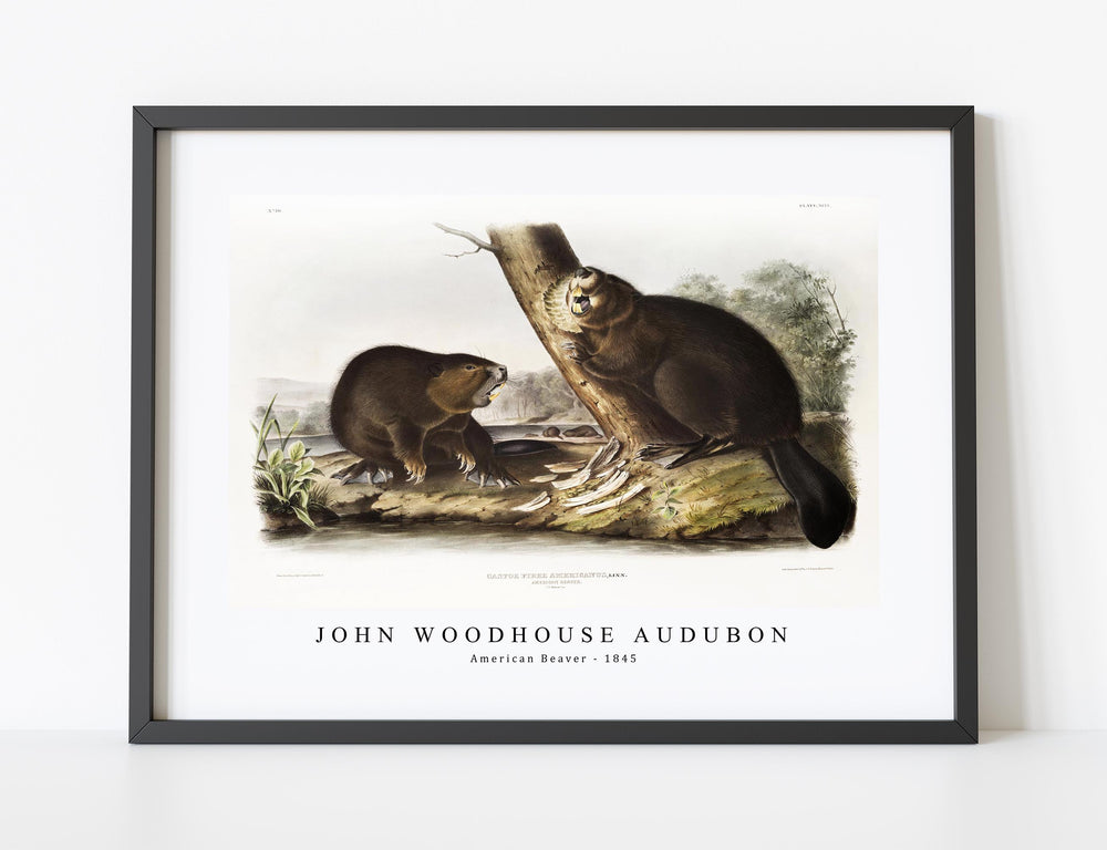 John Woodhouse Audubon - American Beaver (Castor fiber Americanus) from the viviparous quadrupeds of North America (1845)