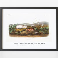 John Woodhouse Audubon - Hudson Bay Lemming (Myodes Hudsonius) from the viviparous quadrupeds of North America (1845)
