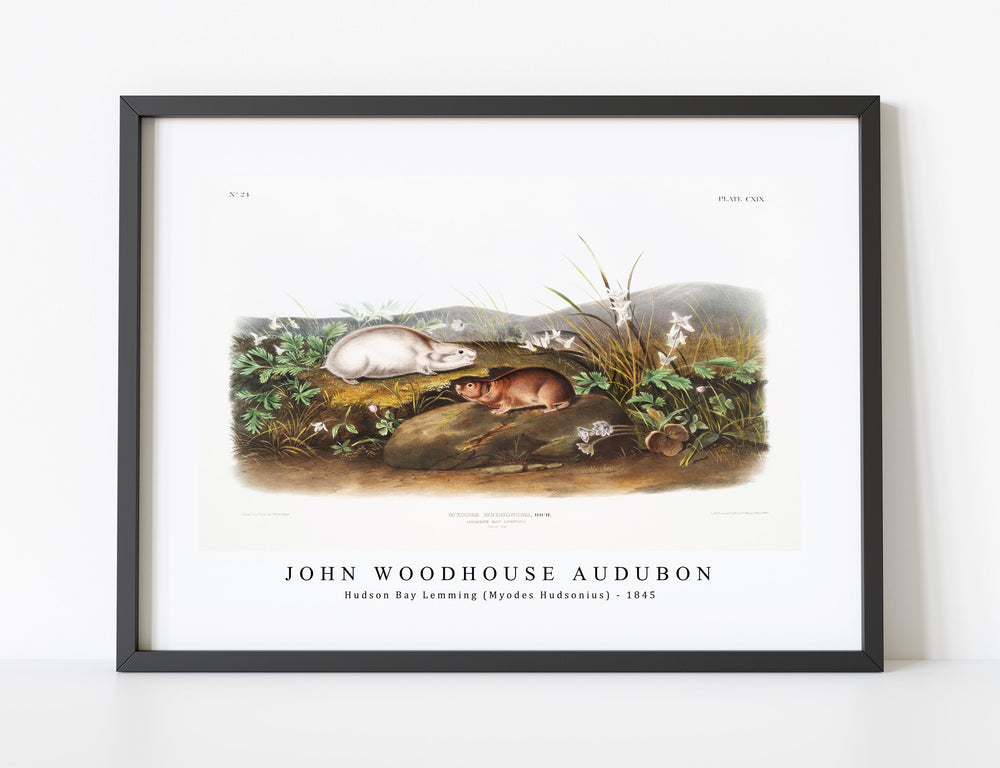 John Woodhouse Audubon - Hudson Bay Lemming (Myodes Hudsonius) from the viviparous quadrupeds of North America (1845)