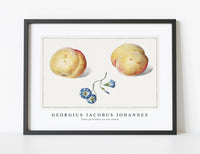 
              Georgius Jacobus Johannes - Twee perzikken en een bloem
            