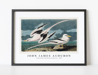 
              John James Audubon - Tropic Bird from Birds of America (1827)
            