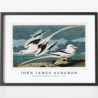 John James Audubon - Tropic Bird from Birds of America (1827)
