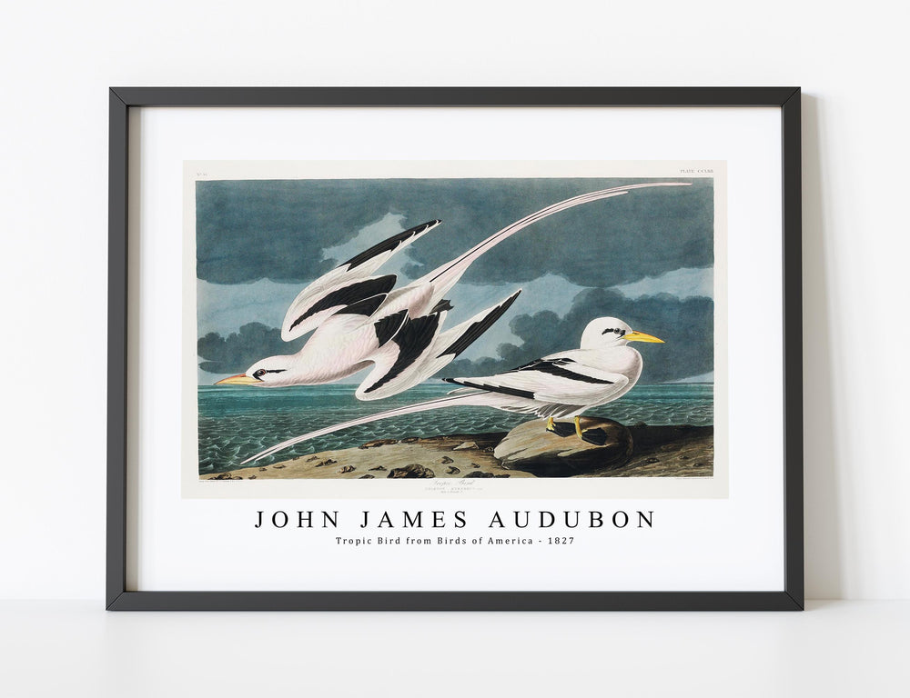 John James Audubon - Tropic Bird from Birds of America (1827)