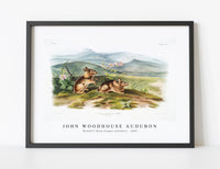 
              John Woodhouse Audubon - Nuttall's Hare (Lepus nuttallii) from the viviparous quadrupeds of North America (1845)
            