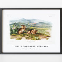 John Woodhouse Audubon - Nuttall's Hare (Lepus nuttallii) from the viviparous quadrupeds of North America (1845)