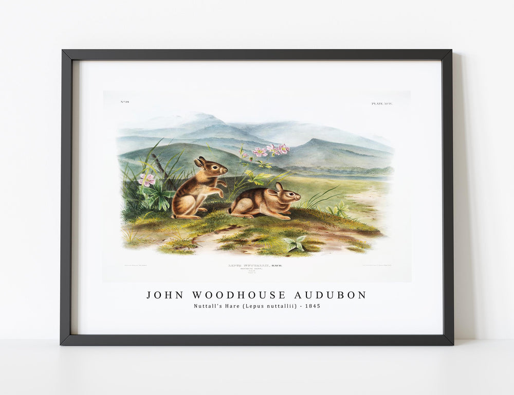 John Woodhouse Audubon - Nuttall's Hare (Lepus nuttallii) from the viviparous quadrupeds of North America (1845)