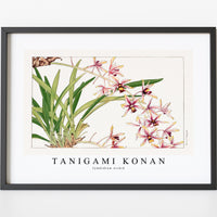 Tanigami Konan - Cymbidium orchid