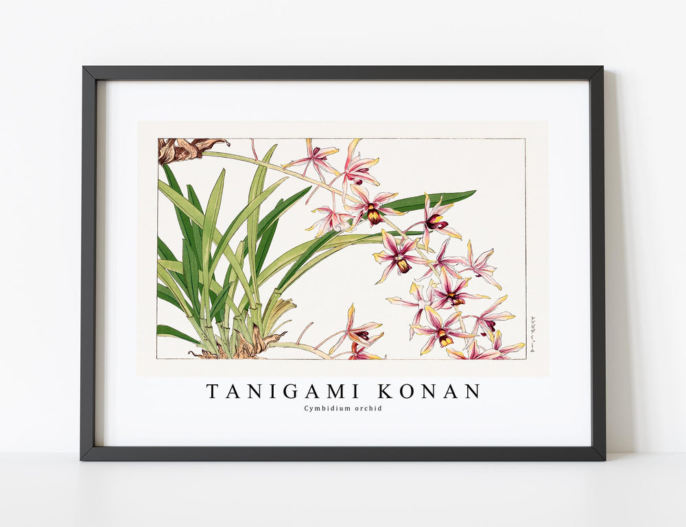 Tanigami Konan - Cymbidium orchid