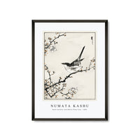 Numata Kashu - Bush-warbler and White Plum Tree illustration from Pictorial Monograph of Birds (1885)
