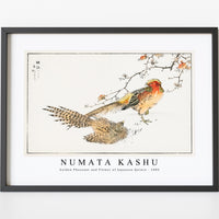 Numata Kashu - Golden Pheasant and Flower of Japanese Quince illustration from Pictorial Monograph of Birds (1885)