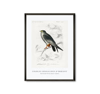 
              Charles Dessalines D'Orbigny - Red-footed Falcon (Falco rufipes)
            