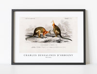 
              Charles Dessalines D'Orbigny - Macropus
            