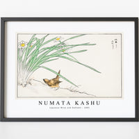 Numata Kashu - Japanese Wren and Daffodil illustration from Pictorial Monograph of Birds (1885)