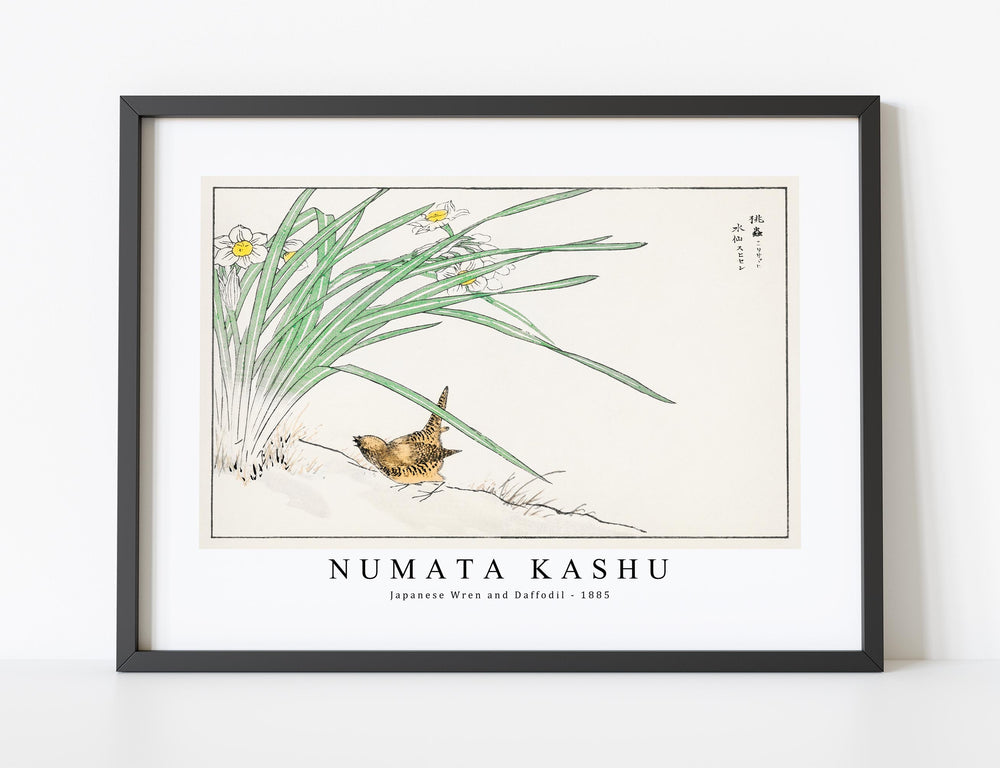 Numata Kashu - Japanese Wren and Daffodil illustration from Pictorial Monograph of Birds (1885)