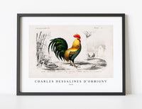 
              Charles Dessalines D'Orbigny - Cock illustrated
            