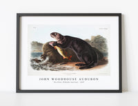 
              John Woodhouse Audubon - Sea Otter (Enhydra marina) from the viviparous quadrupeds of North America (1845)
            