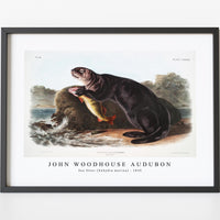 John Woodhouse Audubon - Sea Otter (Enhydra marina) from the viviparous quadrupeds of North America (1845)