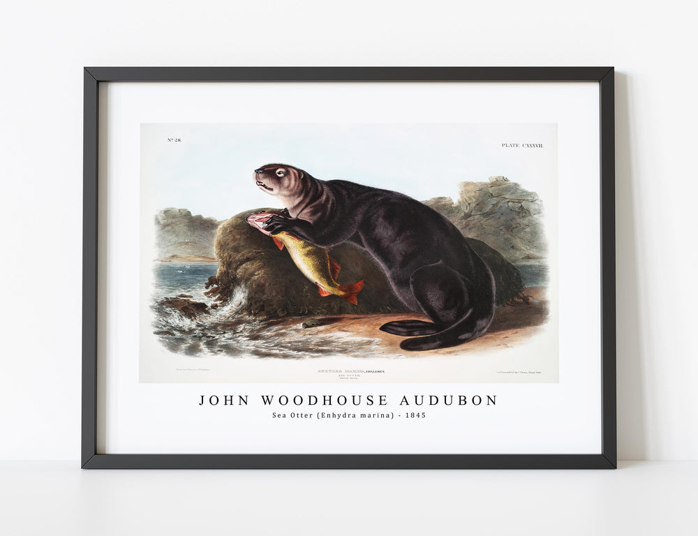 John Woodhouse Audubon - Sea Otter (Enhydra marina) from the viviparous quadrupeds of North America (1845)
