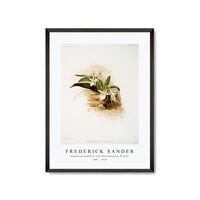 Frederick Sander - Angræcum humblotii from Reichenbachia Orchids-1847-1920