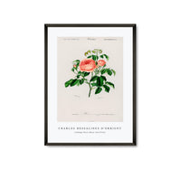 
              Charles Dessalines D'Orbigny - Cabbage Rose (Rosa Centifilia)
            