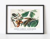 
              John James Audubon - Yellow-billed Cuckoo from Birds of America (1827)
            