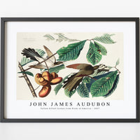 John James Audubon - Yellow-billed Cuckoo from Birds of America (1827)
