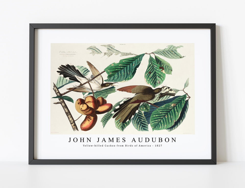 John James Audubon - Yellow-billed Cuckoo from Birds of America (1827)