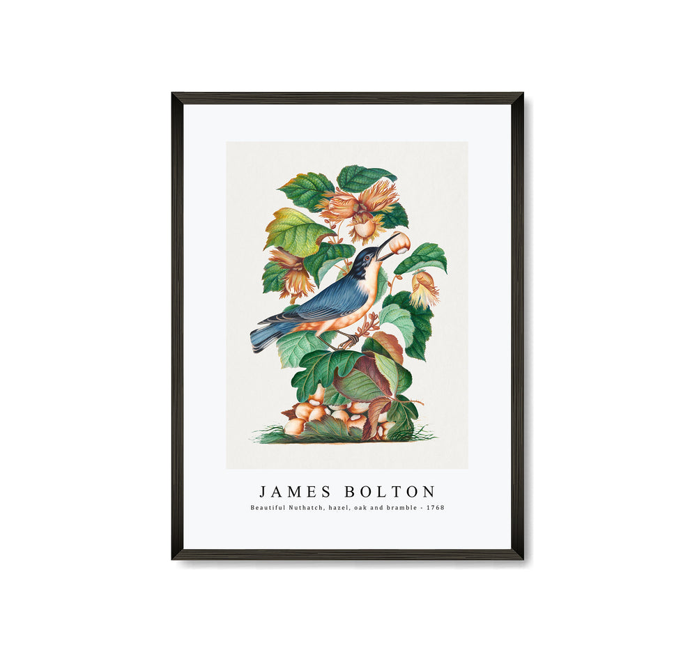 James bolton - Beautiful Nuthatch, hazel, oak and bramble 1768