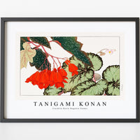 Tanigami Konan - Cracklin Rosie Begonia flower