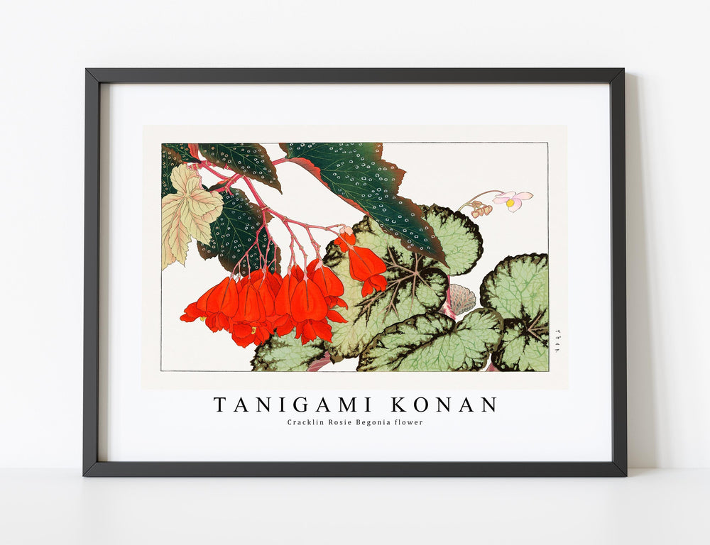 Tanigami Konan - Cracklin Rosie Begonia flower