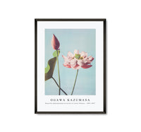 
              Ogawa Kazumasa - Beautiful photomechanical prints of Lotus Flowers (1887–1897)
            