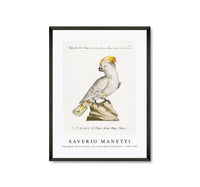 
              Saverio Manetti - Pappagallo, detto cacatua, con cresta gialla (Cockatoo) 1723-1785
            