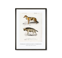 
              Charles Dessalines D'Orbigny - Golden Jackal (Canis Aureus)
            