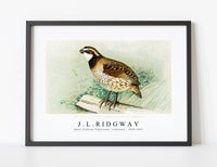 
              J L Ridgway - Quail (Colinus Viginianus, Linnaeus) illustrated by J.L. Ridgway 1859-1947
            