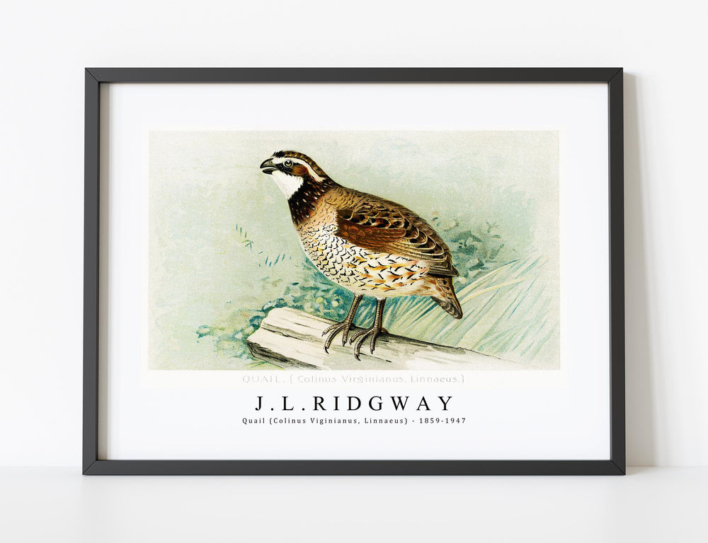 J L Ridgway - Quail (Colinus Viginianus, Linnaeus) illustrated by J.L. Ridgway 1859-1947