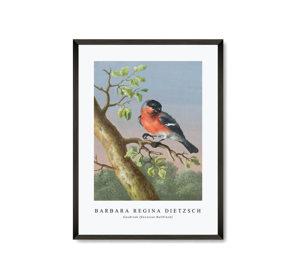 Barbara Regina Dietzsch - Goudvink (Eurasian Bullfinch)