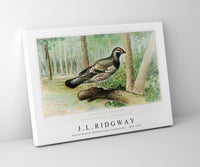 
              J L Ridgway - Spruce Grouse (Dendracapus Canadensis) 1859-1947
            