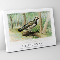 J L Ridgway - Spruce Grouse (Dendracapus Canadensis) 1859-1947