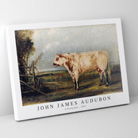 John James Audubon - A Young Bull (ca. 1849)